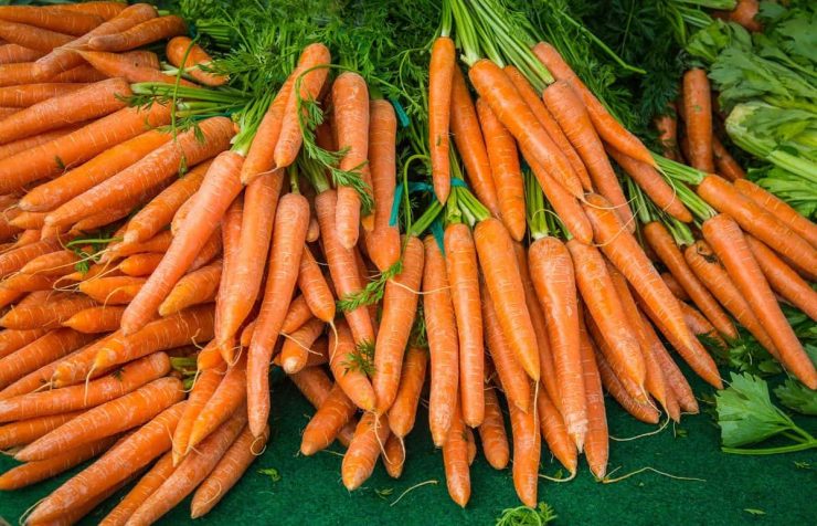 Świeża marchew z zieloną natką – oferta dla gastronomii w Bydgoszczy.